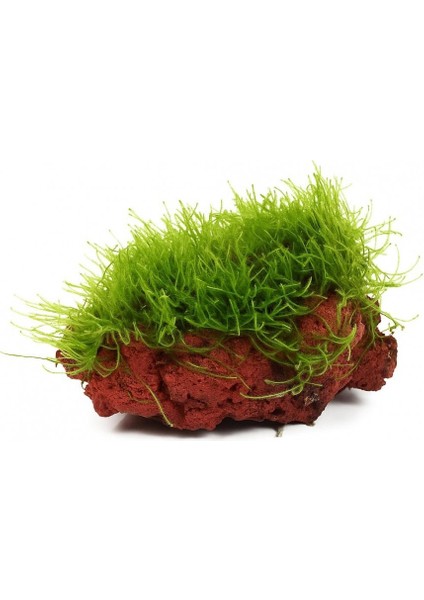 Moss "kayaya Tutturulmuş Java Moss" fiyatları
