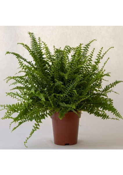 Aşk Merdiveni Çiçeği 40-50CM Fujer Nephrolepis