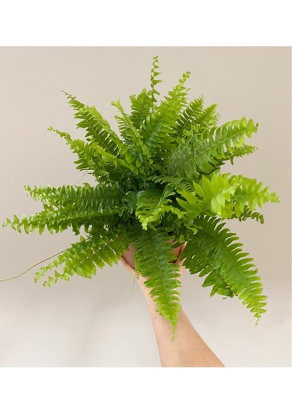 Aşk Merdiveni Çiçeği 40-50CM Fujer Nephrolepis fiyatları