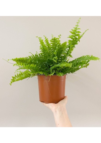 Aşk Merdiveni Çiçeği 40-50CM Fujer Nephrolepis modelleri