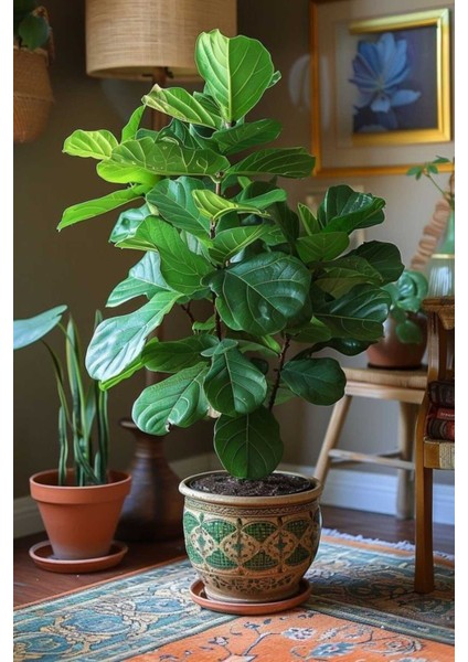 Keman Yapraklı Kauçuk / 80-100 cm / Ficus Lyrata / Popüler Bitki / Dolgun Formda
