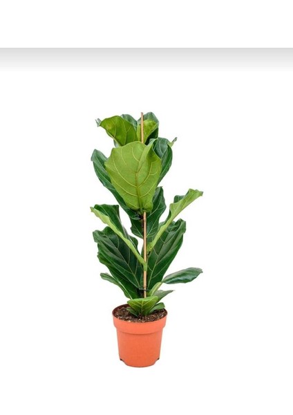 Keman Yapraklı Kauçuk / 80-100 cm / Ficus Lyrata / Popüler Bitki / Dolgun Formda fiyatları
