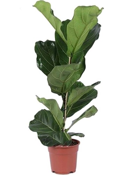 Keman Yapraklı Kauçuk / 80-100 cm / Ficus Lyrata / Popüler Bitki / Dolgun Formda modelleri