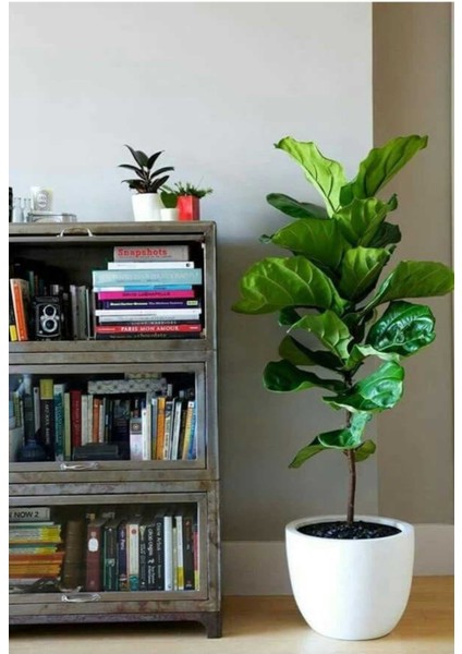 Keman Yapraklı Kauçuk / 80-100 cm / Ficus Lyrata / Popüler Bitki / Dolgun Formda fırsatları