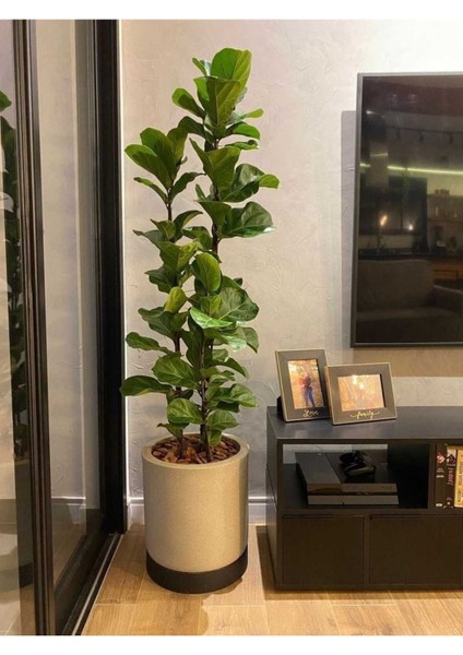 Keman Yapraklı Kauçuk / 80-100 cm / Ficus Lyrata / Popüler Bitki / Dolgun Formda indirimleri