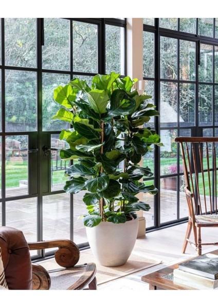 Keman Yapraklı Kauçuk / 80-100 cm / Ficus Lyrata / Popüler Bitki / Dolgun Formda