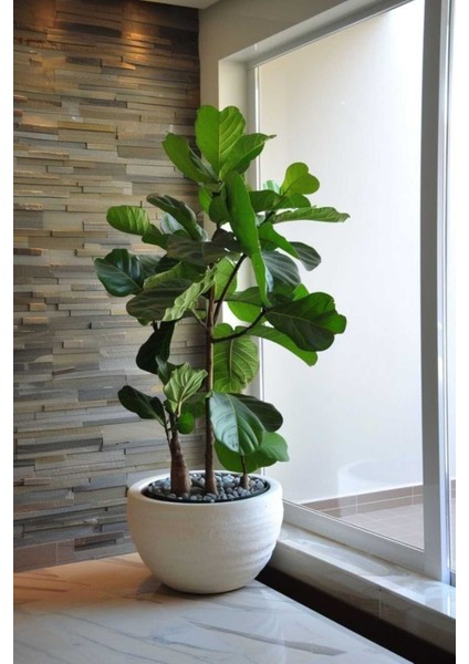 Keman Yapraklı Kauçuk / 80-100 cm / Ficus Lyrata / Popüler Bitki / Dolgun Formda