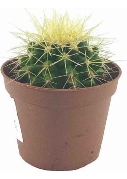 Echinocactus Grusonii Variegata Altın Fıçı Kaktüs 5,5 cm Saksıda