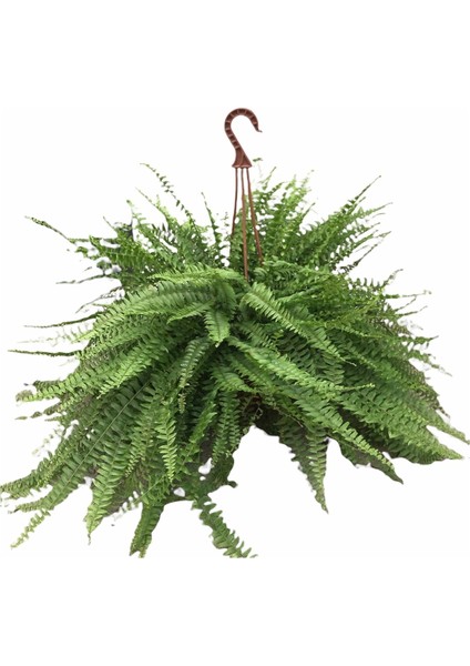 Aşk Merdiveni Nephrolepis Fujer Askılı