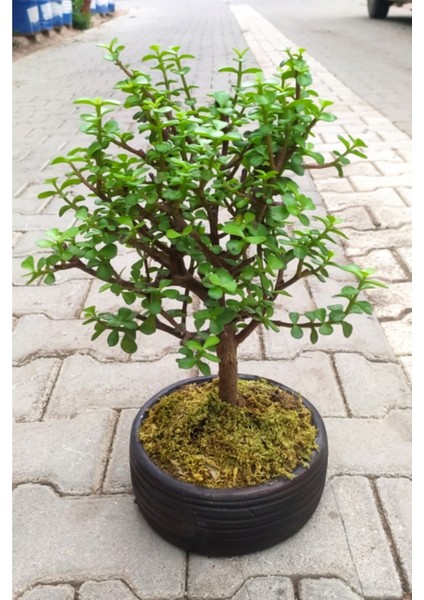 Bonsai Para Ağacı - Para Çiçeği - Bereket Ağacı