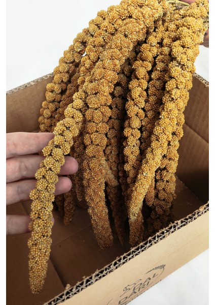 Special Dal Darı 1 kg Muhabbet Kuş Yemi (Organik Dal Darı) fiyatları