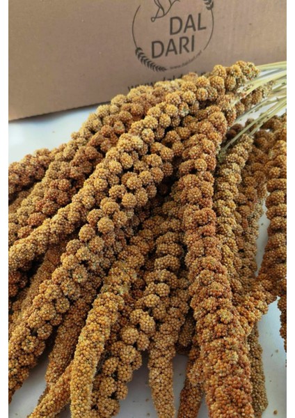 Special Dal Darı 1 kg Muhabbet Kuş Yemi (Organik Dal Darı) modelleri