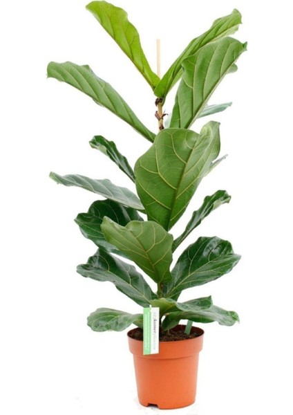 Ficus Lyrata Bambino Keman Yapraklı Kauçuk Bitkisi 50 - 60 cm Ev Bitkisi Ofis Bitkisi Salon Bitkisi