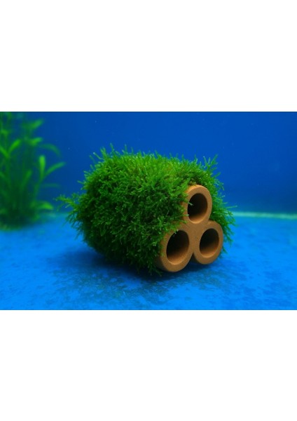 Moss Sarılı 3 Lü Seramik ( Karides Yuvası ve Akvaryum Dekoru)