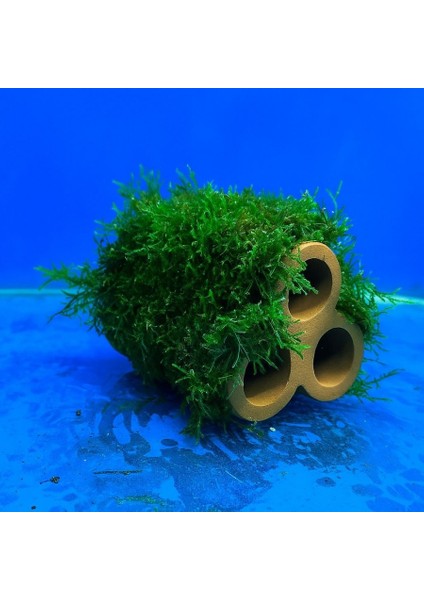 Moss Sarılı 3 Lü Seramik ( Karides Yuvası ve Akvaryum Dekoru) fiyatları