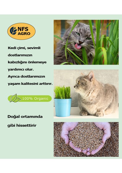 Kedi Çimi Tohumu - 500 Gram
