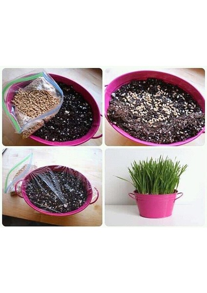 Kedi Çimi Tohumu - 500 Gram modelleri