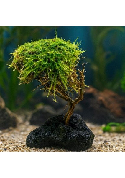 Moss Sarılı Ağaç Figürü Lav Kayasına Tutturulmuş Moss Ağacı Karides Yuvası ve Akvaryum Dekoru 1 Adet 15-20 cm Boy
