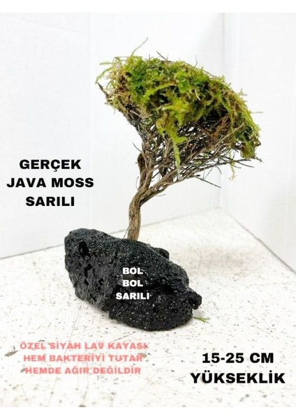 Moss Sarılı Ağaç Figürü Lav Kayasına Tutturulmuş Moss Ağacı Karides Yuvası ve Akvaryum Dekoru 1 Adet 15-20 cm Boy fiyatları