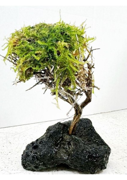 Moss Sarılı Ağaç Figürü Lav Kayasına Tutturulmuş Moss Ağacı Karides Yuvası ve Akvaryum Dekoru 1 Adet 15-20 cm Boy modelleri