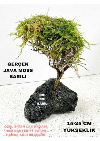 Moss Sarılı Ağaç Figürü Lav Kayasına Tutturulmuş Moss Ağacı Karides Yuvası ve Akvaryum Dekoru 1 Adet 15-20 cm Boy fırsatları