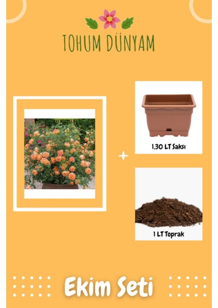 Turuncu Renkli Yediveren Kokulu Sarmaşık Gül Tohumu Ekim Seti