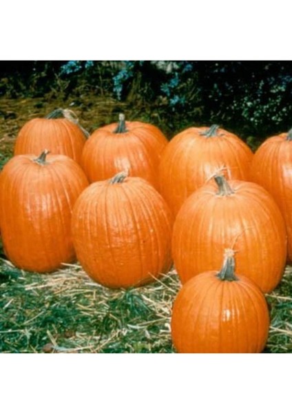 5 Adet Howden Biggie Bal Kabağı Tohumu