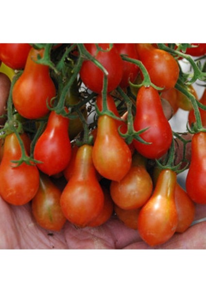 20 Adet Red Dwarf (Romanian) Domates Tohumu