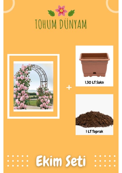 Soft Pudra Renkli Sarmaşık Gül Tohumu Ekim Seti