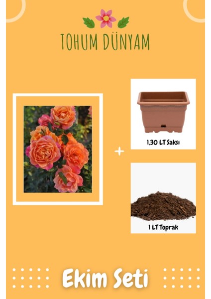 Kokulu Turuncu Pembe Alacalı Hollanda Gül Tohumu Ekim Seti