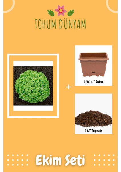 Iıri Kıvırcık Marul Tohumu Ekim Seti