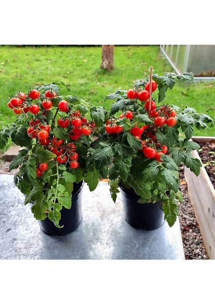 20 Adet Pigmy Micro Dwarf Domates Tohumu