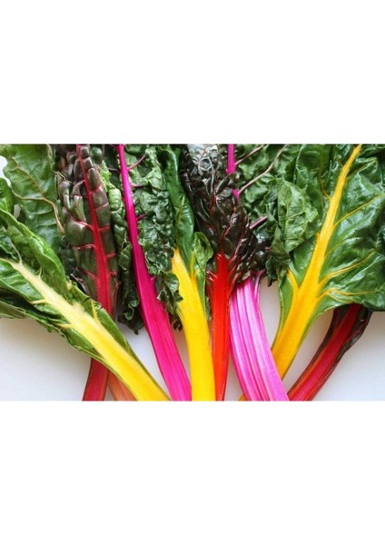 20 Adet Rainbow Swiss Pazı Tohumu