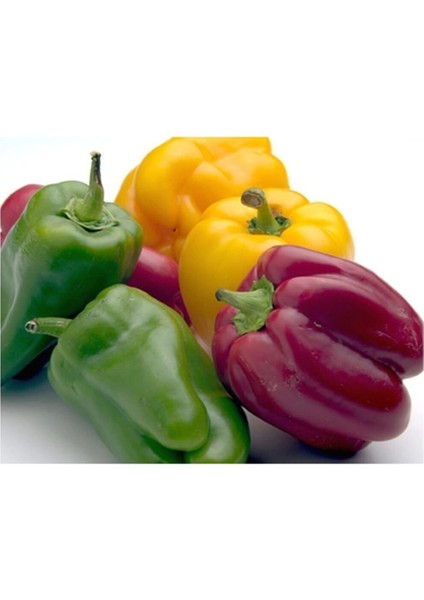 Renkli California Dolmalık Biber Tohumu / 20 Adet