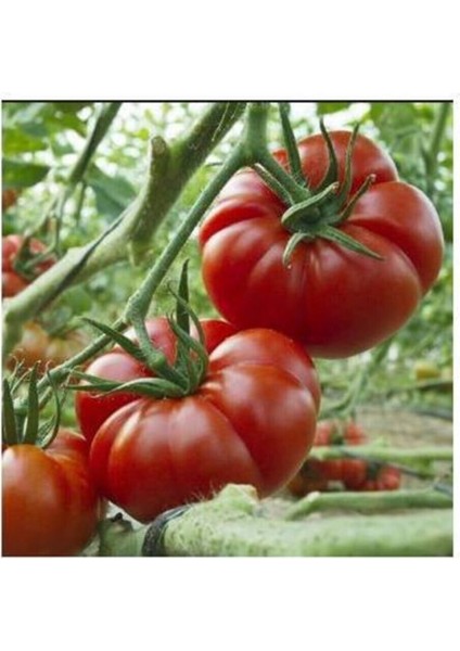 Yerli Marmande Domatesi Tohumu / 25+ Tohum