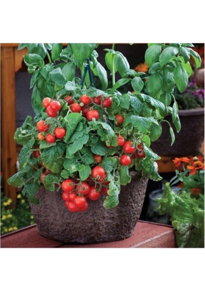 Agrobazaar Red Robin Domates 20+ Adet Tohum