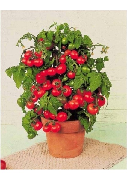 Agrobazaar Tinytim Cherry Domates Toprak ve Saksı Seti 25+ Tohum