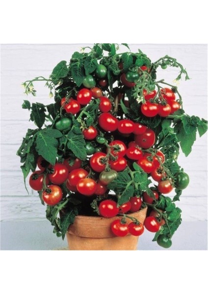 Agrobazaar Red Robin Domates 10 Tohum