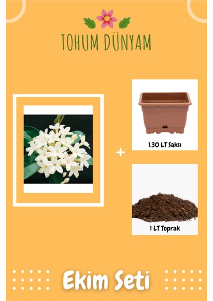 Mis Kokulu Yasemin Çiçeği Tohumu Ekim Seti