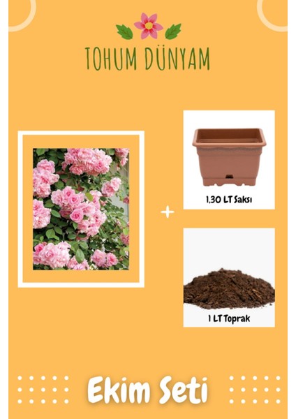 Pembe Renkli Yediveren Kokulu Sarmaşık Gül Tohumu Ekim Seti