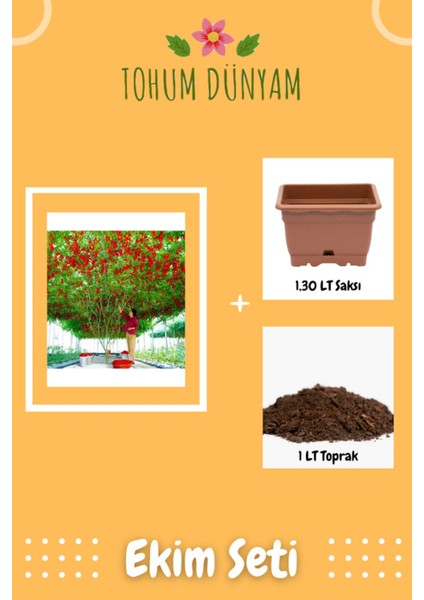 Nadir Domates Ağacı Tohumu Ekim Seti