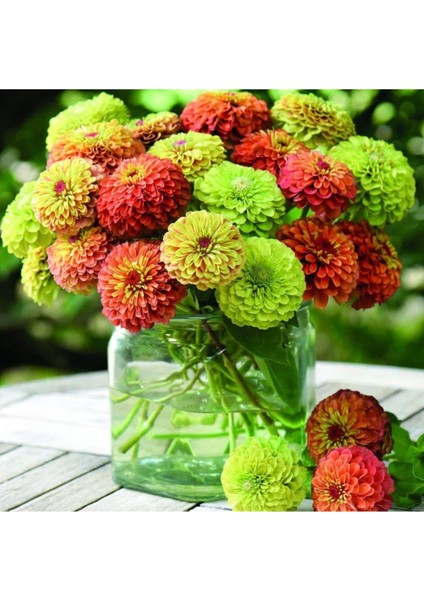 10 Adet Zinnia Elegans Tohumu