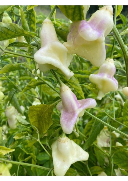 10 Adet White Baccatum Premium Biber Tohumu