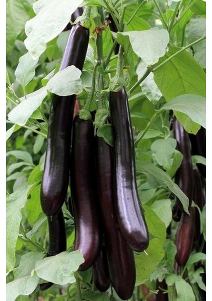 Mersin Kemer Patlıcan Tohumu / 10+ Adet Tohum