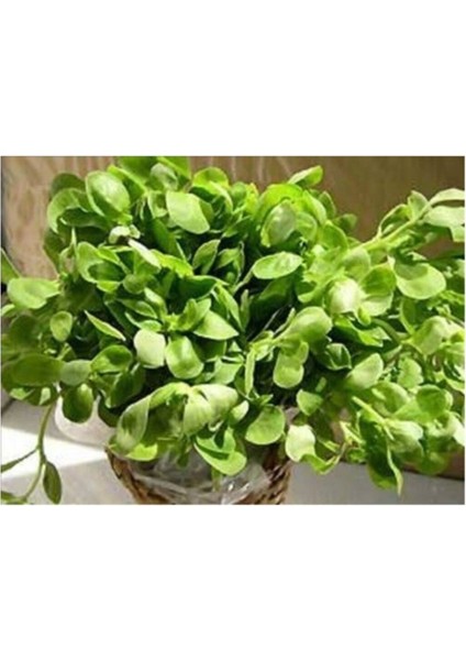 3000+ Semiz Otu Tohumu