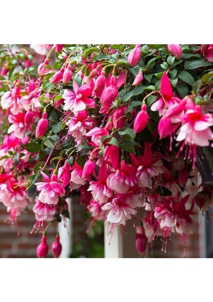 Küpe Çiçeği Tohumu Pembe 10 12 Adet