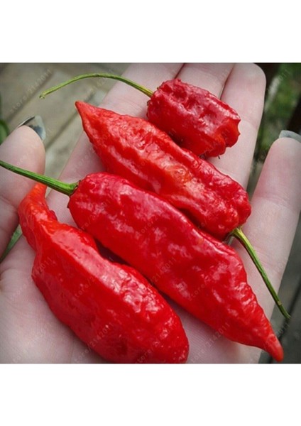 10 Adet Kırmızı Bhut Jolokia Biber Tohumu