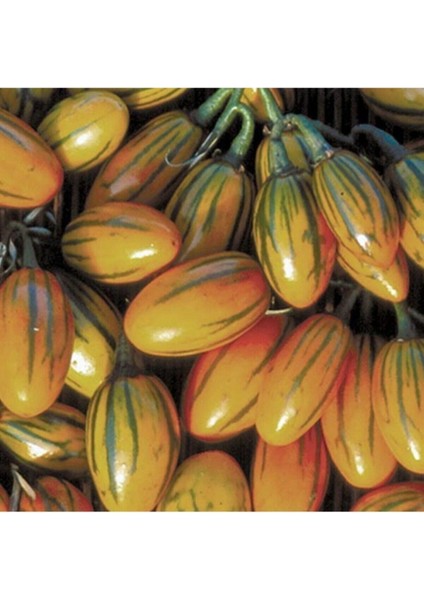 10 Adet Çizgili Togo Patlıcan Tohumu