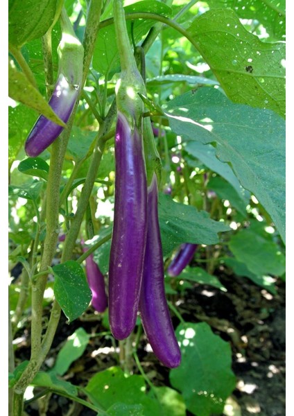 Mor Tayland Patlıcan Tohumu / 5+ Adet Tohum