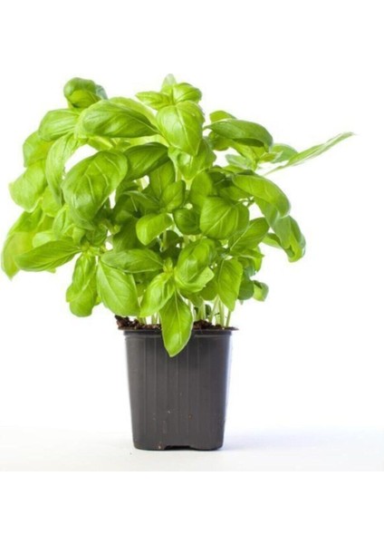 Geniş Yaprak Yeşil Reyhan Tohumu 50 Adet Tohum Fesleğen